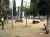 Кабаны стали горожанами